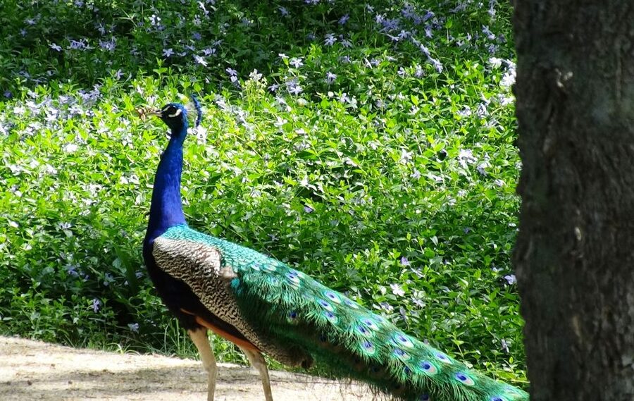 Aranjuez: Garden of The Prince Entry Ticket and Guided Tour - Key highlights you should know