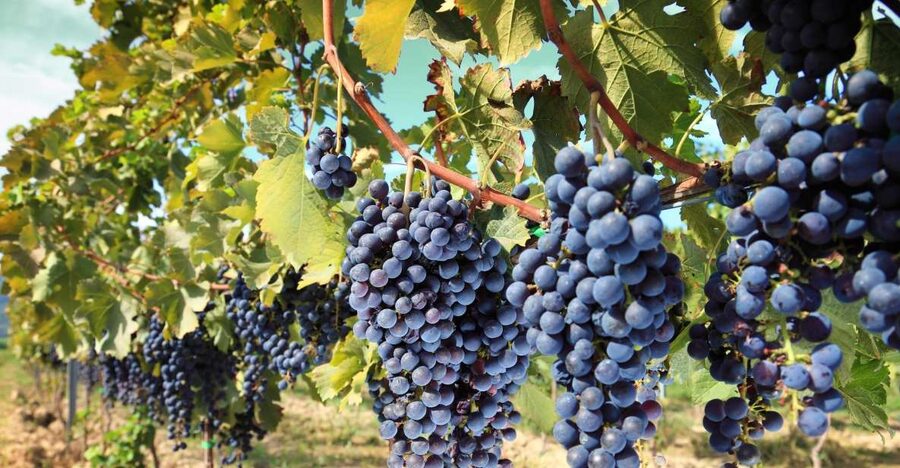 From Madrid: Alcalá de Henares, Winery Tour & Wine Tasting - Walking Cervantes’ hometown: Cathedral of the Santos Niños, Palacete de Laredo, and Calle Mayor