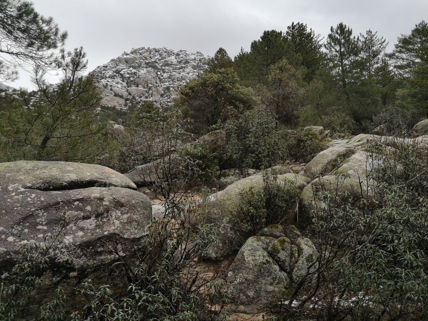 From Madrid: Day Trip to Guadarrama National Park - Puerto Navacerrada and Puerto de Cotos: High Pass Views With a Guide