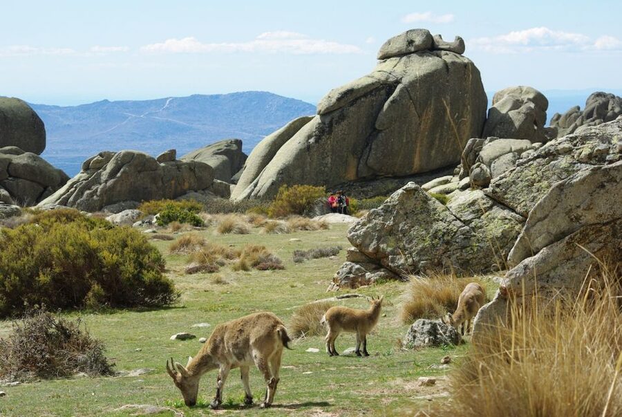 From Madrid: Sierra de Guadarrama Hiking Day Trip - Key highlights worth circling