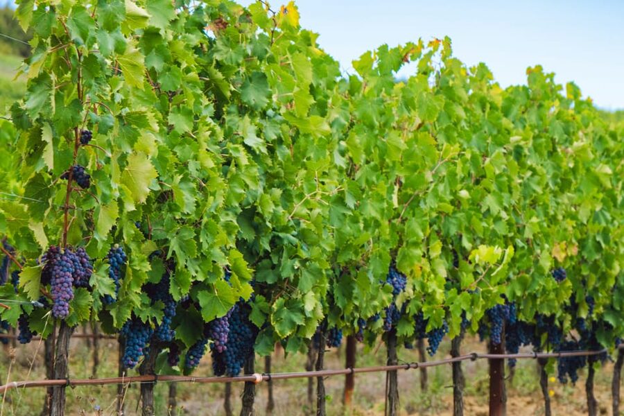 Half-Day Trip from Madrid: Alcalá de Henares & Winery Visit - Heading out from Madrid: 40 minutes that set the tone