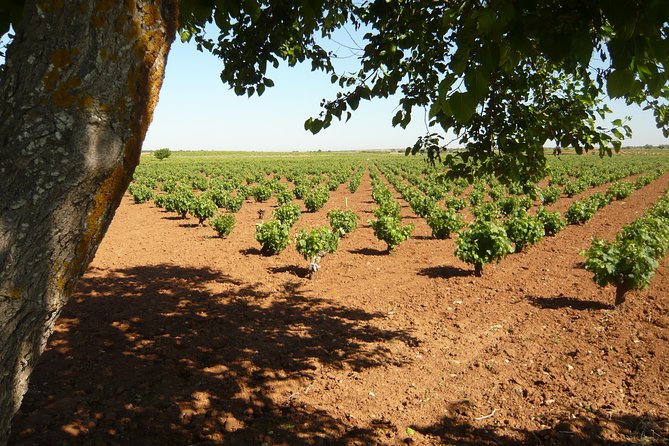 Madrid Countryside Wineries Guided Tour with Wine Tasting - Tour Day Logistics at 9:30 AM, How to Not Miss the Van