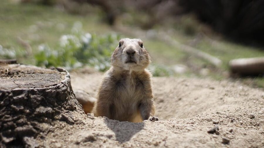 Madrid: Faunia Entry Ticket - Faunia’s themed ecosystems, in one stress-free ticket