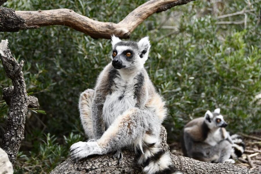 Madrid: Faunia Entry Ticket - The themed areas you should not skip after you’ve seen the main ecosystems