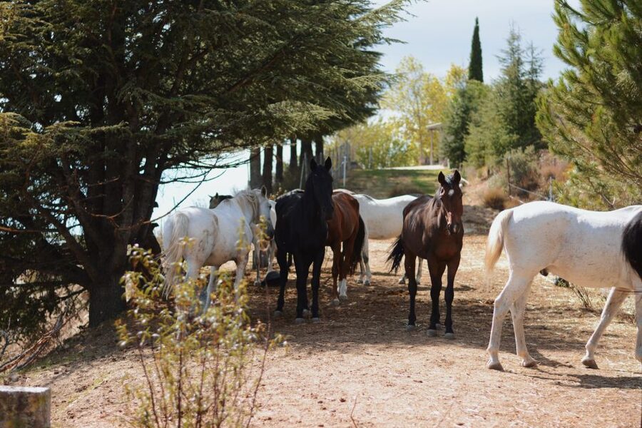 Madrid: Horse Riding in Sierra del Guadarrama National Park - Price and Value: Is $88 Really Fair?