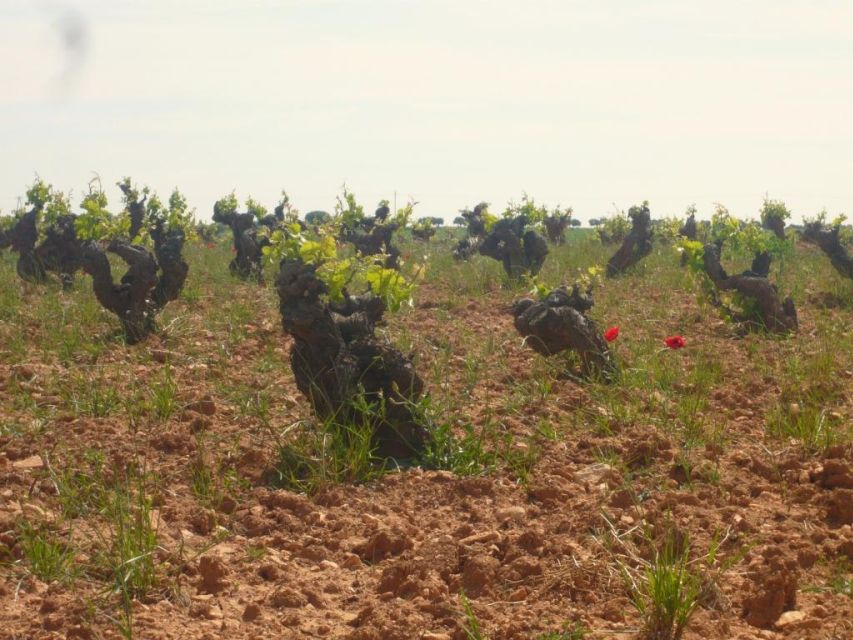 Madrid Region Wineries Guided Tour with Wine Tastings - Price and value: is $171 worth it for 3 wineries?