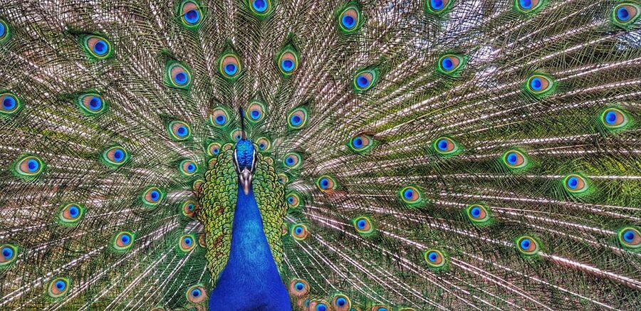 Madrid: Retiro Park Guided Tour with a Photographer - Key highlights you should care about