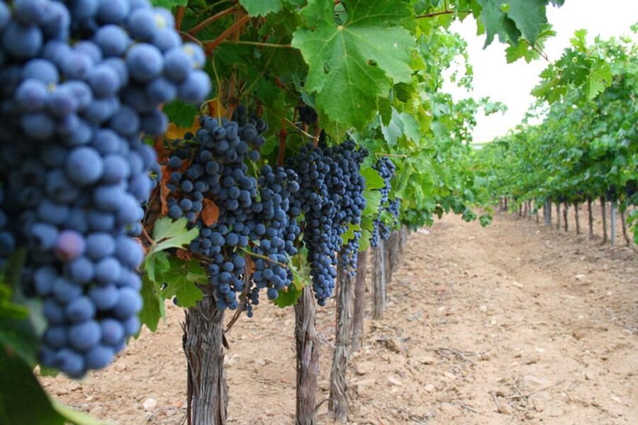 Madrid: Toledo Day Trip with Winery Visit and Wine Tasting - Monastery and Cathedral time, what is included and what is not