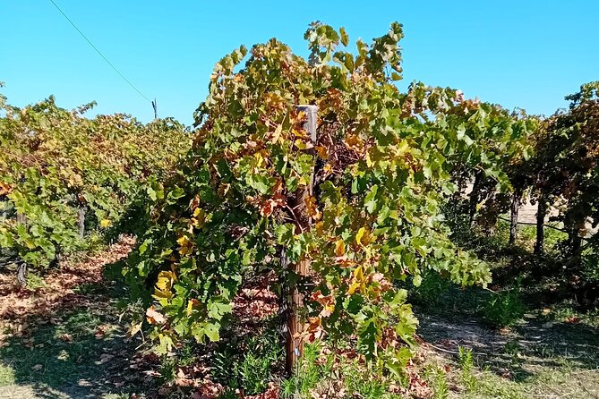 Madrid Wine Tour: Visit Two Wineries with Tastings - A Small-Group Madrid Wine Day With Pickup and a 9:00 Start