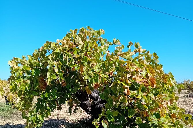 Madrid Wine Tour: Visit Two Wineries with Tastings - Road Trip Start: The Community of Madrid Appellation, Then Off to the First Winery