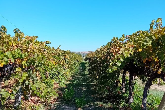 Madrid Wine Tour: Visit Two Wineries with Tastings - Winery Stop Two in Chinchón: Vinification Methods, Then More Nibbles