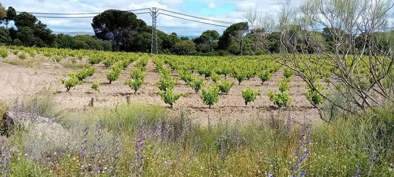 Madrid Winery Tour with Tasting & Sommelier Guide - Price and Value: Is $125 Worth It?