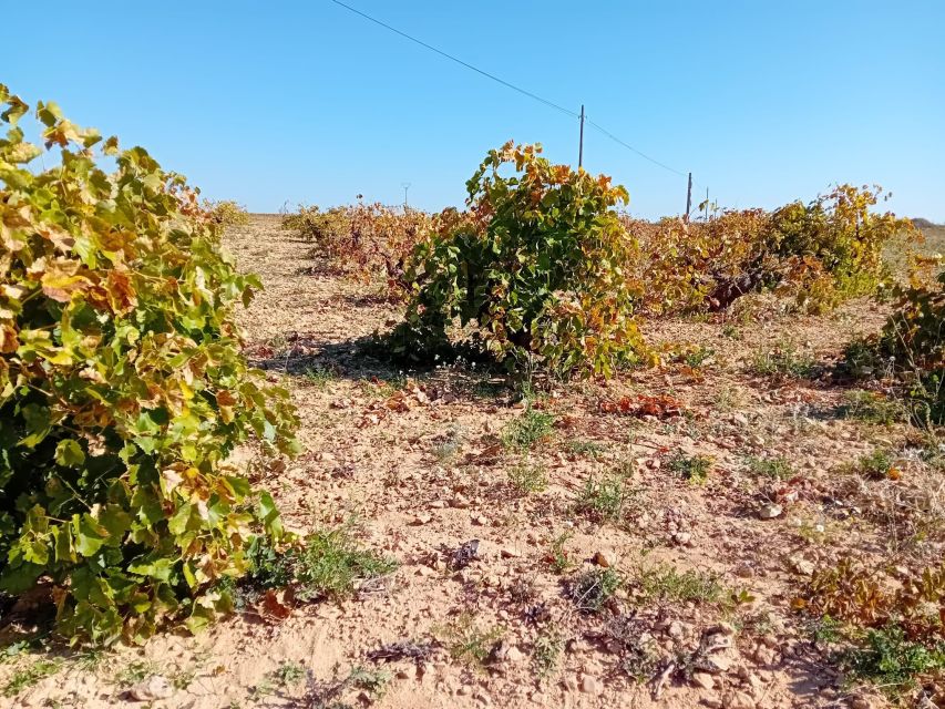 Madrid Winery Tour with Tasting & Sommelier Guide - The Vineyard Visit: Learning Madrid Viticulture Without the Confusing Parts