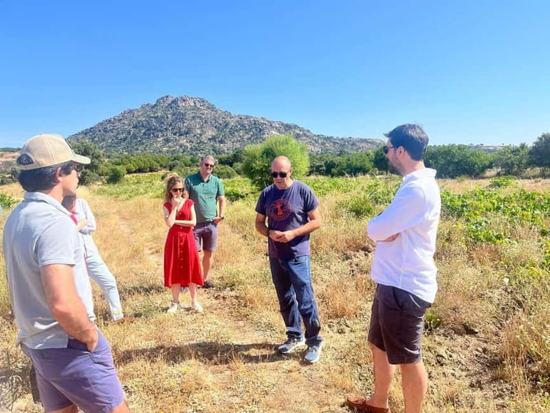 Madrid Winery Tour with Tasting & Sommelier Guide - Snacks, Pace, and What to Do Between Glasses