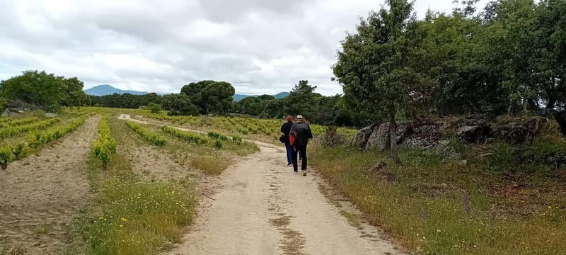 Madrid Winery Tour with Tasting & Sommelier Guide - Small Group Limit of 8: Why It Changes the Quality of the Tour