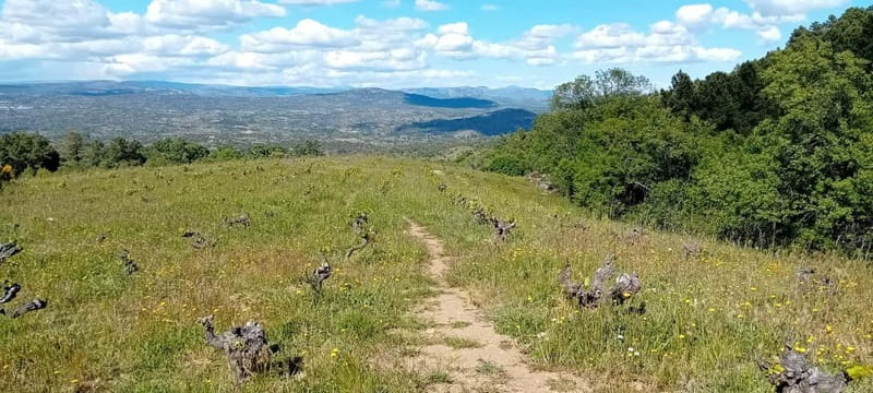 Madrid Winery Tour with Tasting & Sommelier Guide - The Clock: Getting From Madrid to the Winery and Back