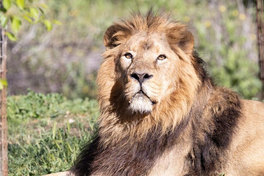 Madrid: Zoo Aquarium Madrid Ticket - One-day game plan: how to see zoo, aquarium, and shows