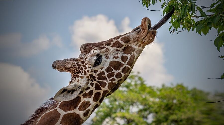 Madrid: Zoo Aquarium Madrid Ticket - Shows, feeding times, and why they help you pace the day