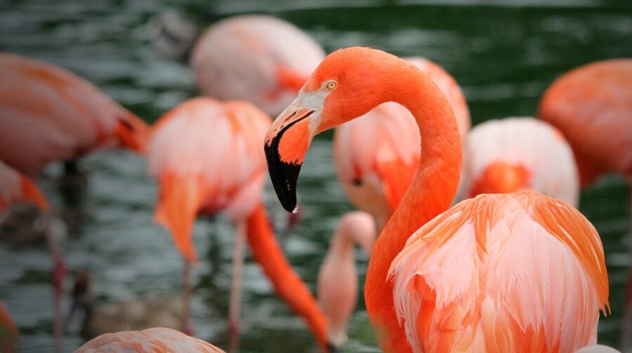 Madrid: Zoo Aquarium Madrid Ticket - What to bring for a comfortable, low-stress day