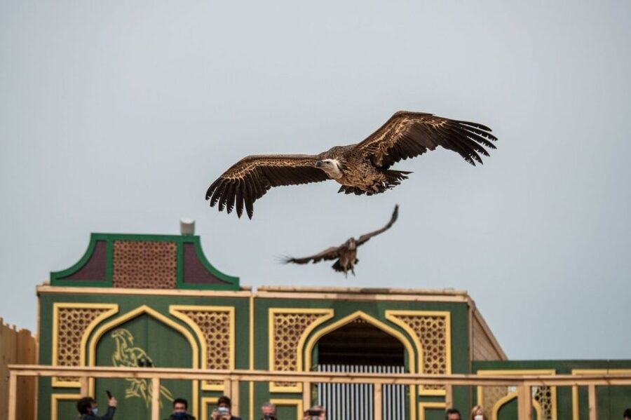 Puy du Fou España Entry Ticket - Four Daytime Shows: Stories You Can Track Through the Day