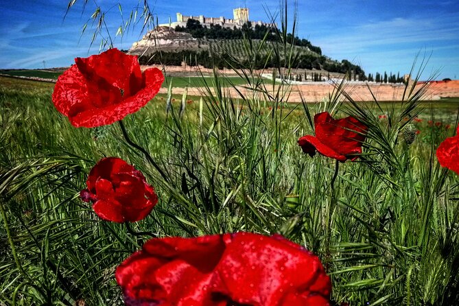 Ribera del Duero:4 Wineries, tasting & Lunch included from Madrid - Bodega Alvides: the XVI-century cellar and limited-production bottles