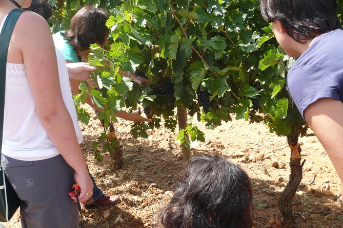 Ribera del Duero Wineries Guided Tour & Wine Tasting from Madrid - Stop 1 in the Duero region: seeing how Ribera del Duero frames wine